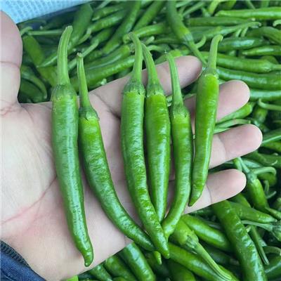新苗小辣椒（20斤起发）