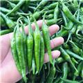 新苗小辣椒（20斤起发）