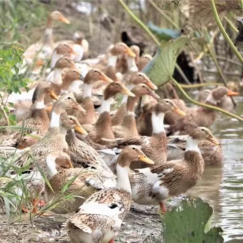 鸭子